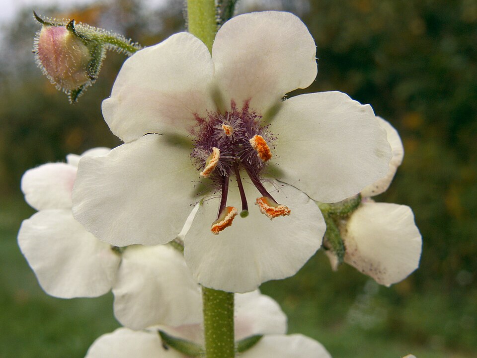 Verbascum blattaria