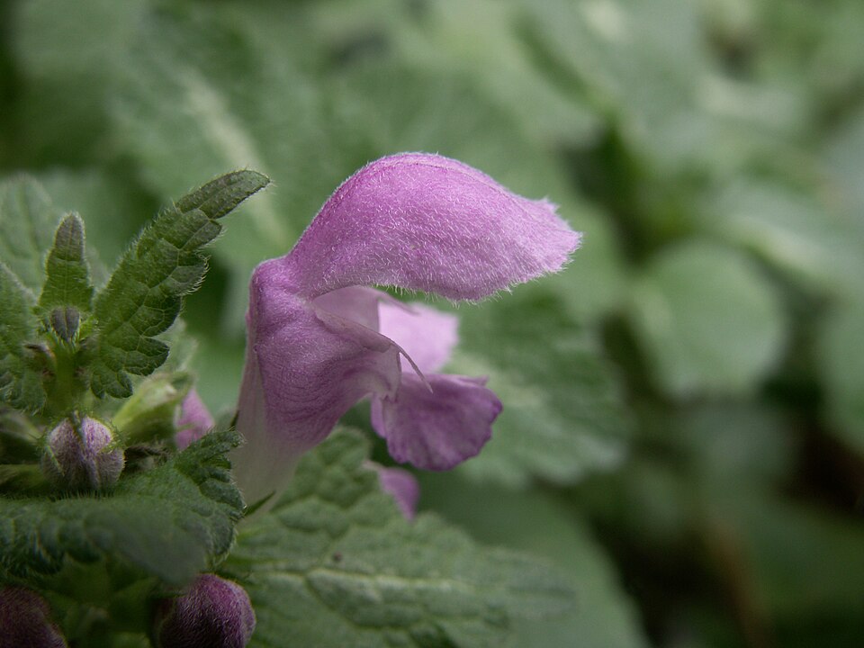 Lamium maculatum