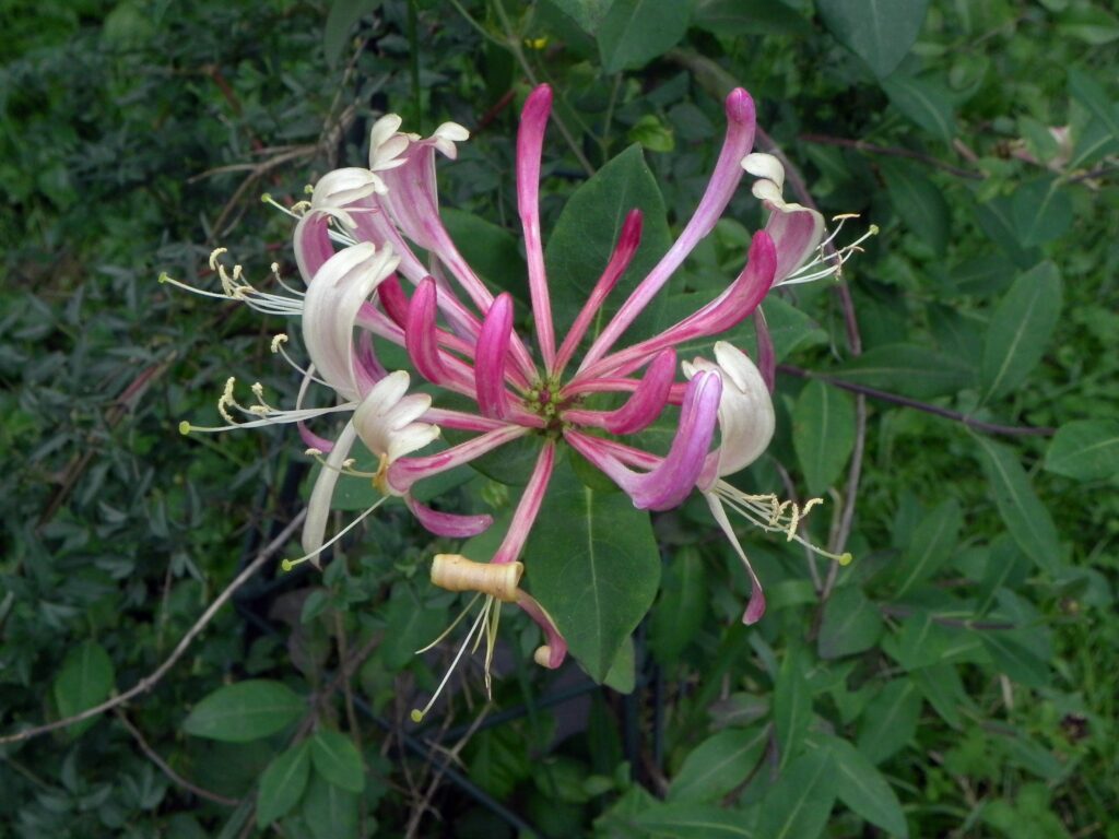 Lonicera periclymenum