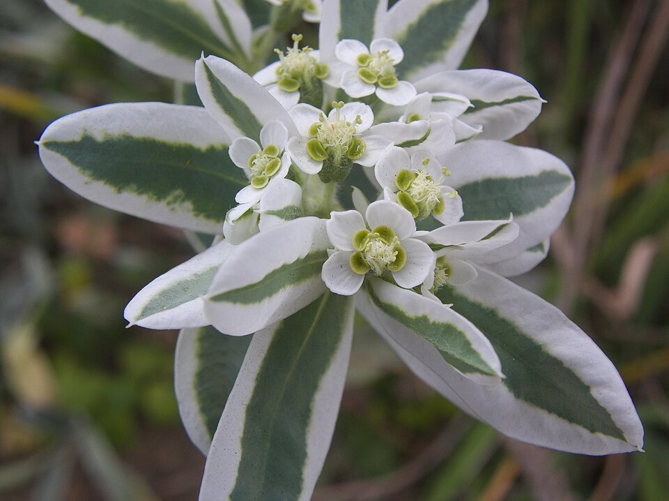 Euphorbia marginata